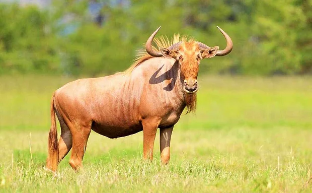 Ñu dorado - Foto del animal